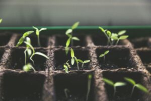 A gardener from Unlimited GIG providing professional gardening service by trimming plants and maintaining a well-kept green garden.
